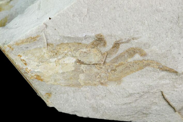 Partial Fossil Pea Crab (Pinnixa) From California - Miocene #105035